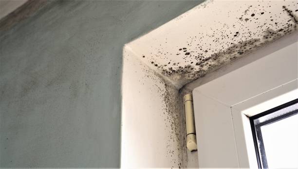 Best Basement Mold Removal  in Imperial, CA