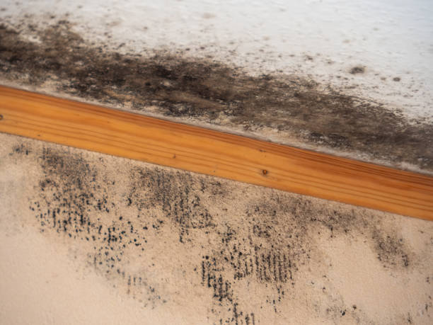 Best Black Mold Removal  in Imperial, CA