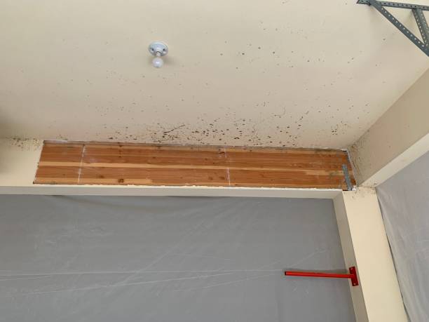 Best Asbestos and Lead Testing During Mold Inspection  in Imperial, CA